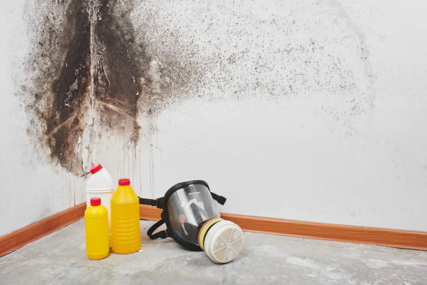 Best Commercial Mold Remediation in Chagrin Falls, OH