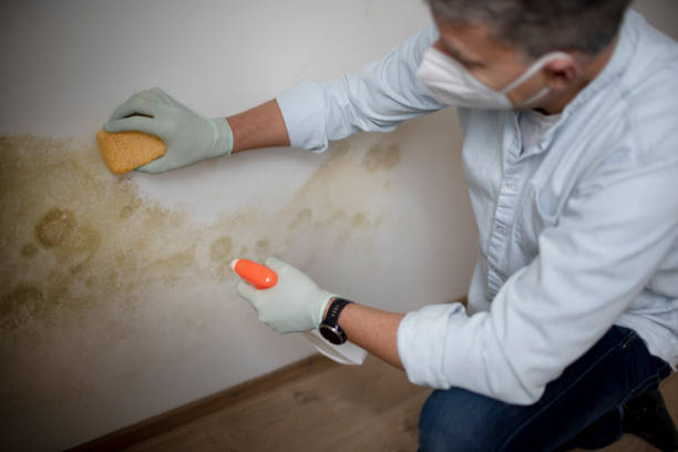 Best Post-Flood Mold Remediation in Chagrin Falls, OH