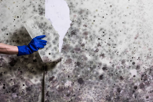 Best Basement Mold Remediation in Chagrin Falls, OH