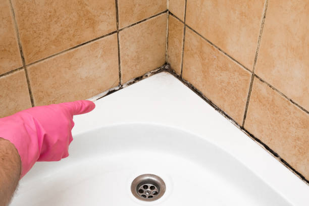 Best DIY Mold Remediation Support Services in Chagrin Falls, OH
