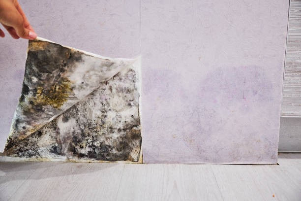 Best Residential Mold Remediation in Chagrin Falls, OH